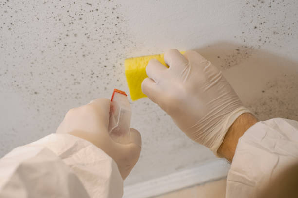 Professional Mold Removal in Lincoln Beach, OR